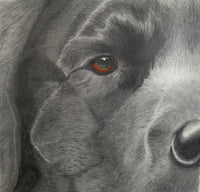 Blank Greeting Card - Duke