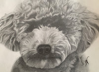 Blank Greeting Card - Frankie